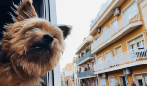 Read more about the article 9 Mistakes to Avoid When Traveling with a Small Dog