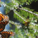 Read more about the article Top  7 of Mexico´s Extraordinary Animals & Where to Find Them